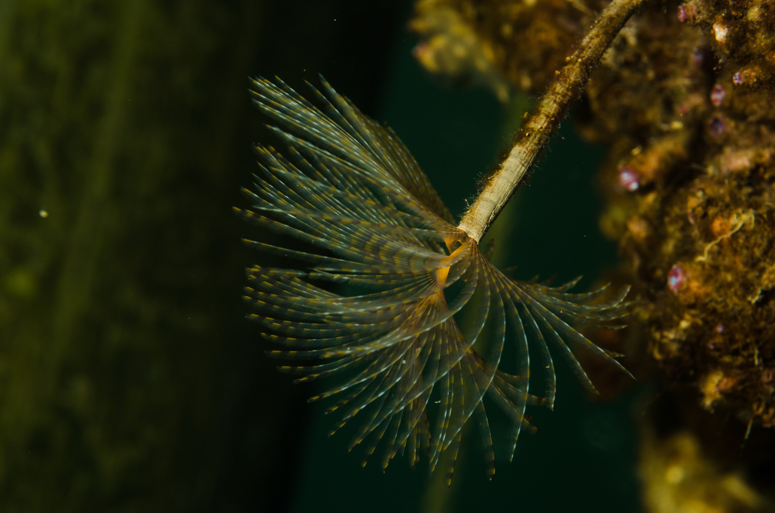 DSC_3168 – Mediterranean, fanworm, Sabella, spallanzanii, marine, pest, Auckland, underwater, crispin, nz, new, zealand, new zealand, fan, worm, marine, pest, invasive, Biosecurity